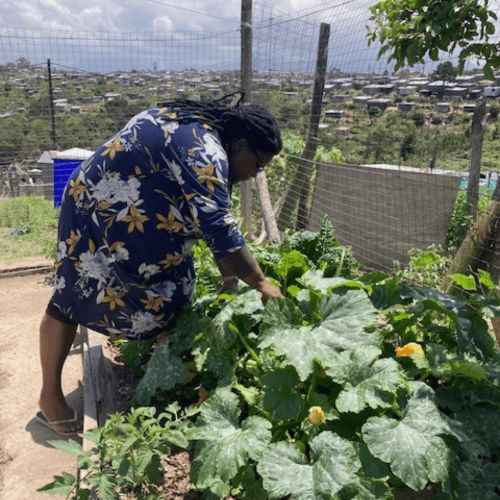Fig trees and compost