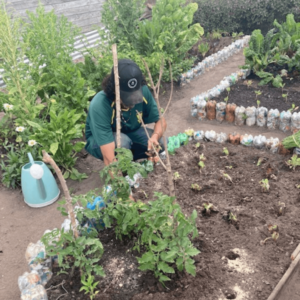 Fig trees and compost3