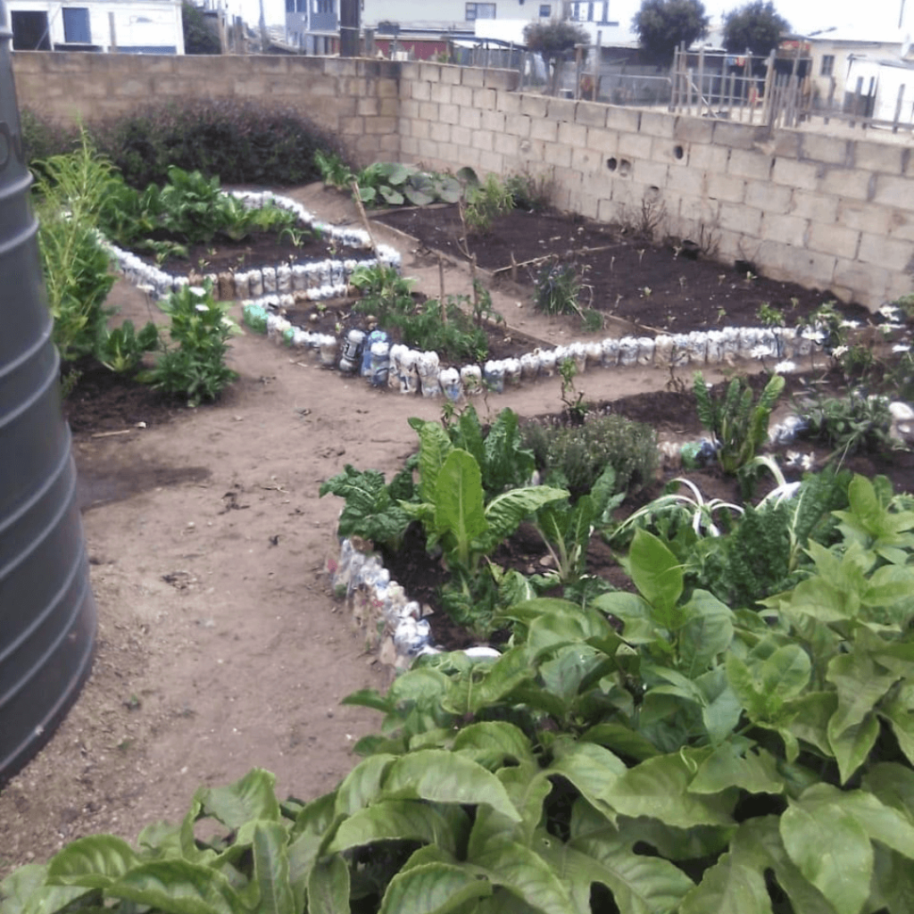 Fig trees and compost6