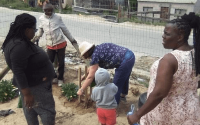 Fig Trees for Themba