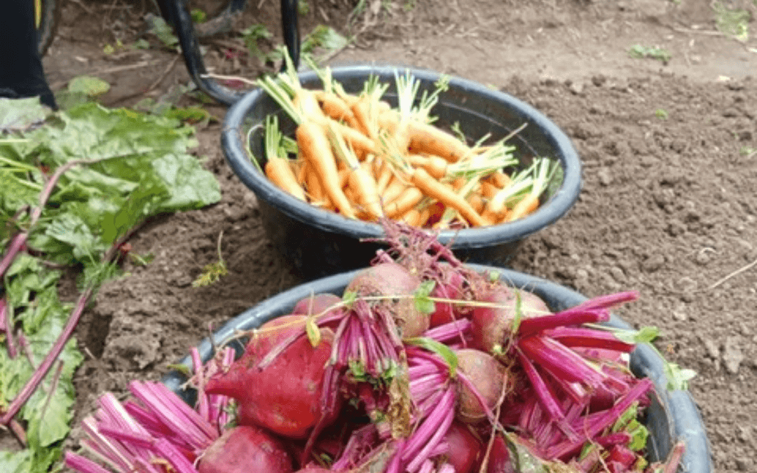 Community School Food Garden: November