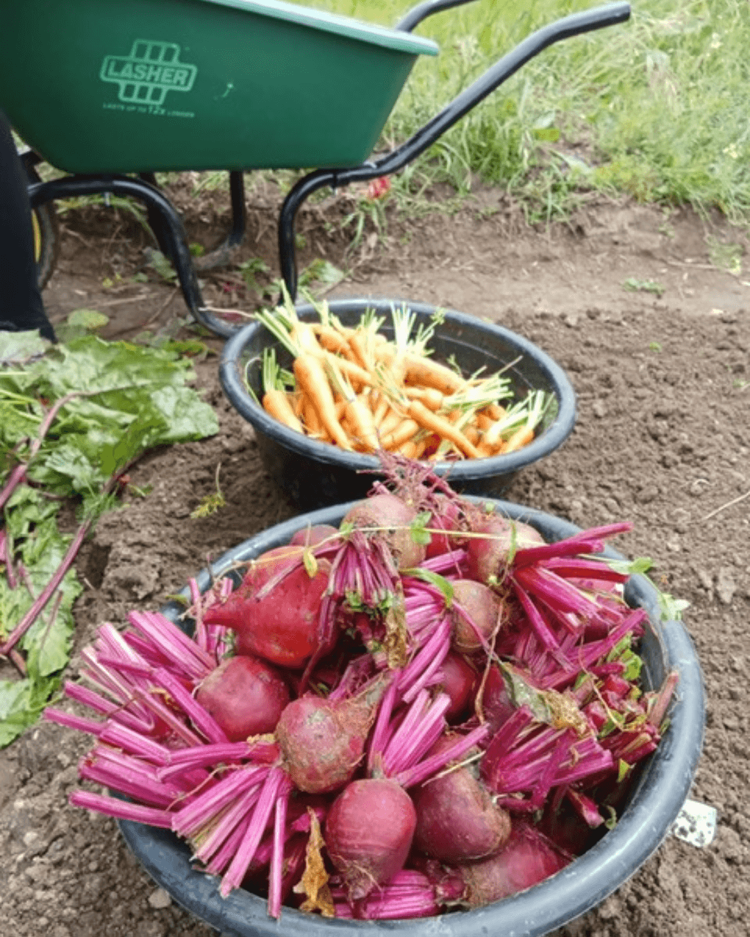 School garden2