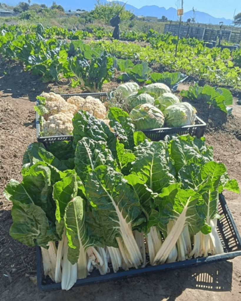 School garden4