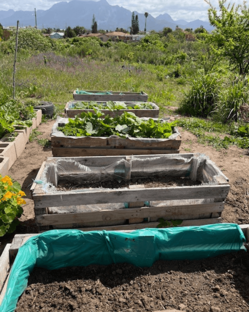 School garden5