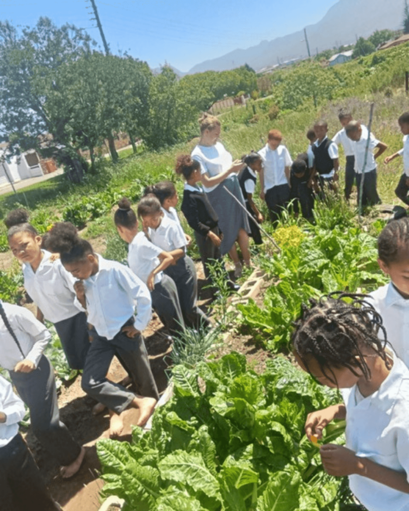 School garden6