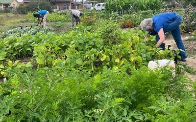 GEORGE HERALD ARTICLE: Food garden workshops: Learn to grow your own food