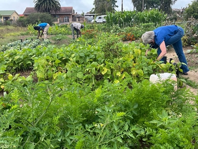 One of Usapho Indlu's prolific food gardens in George. Photo supplied