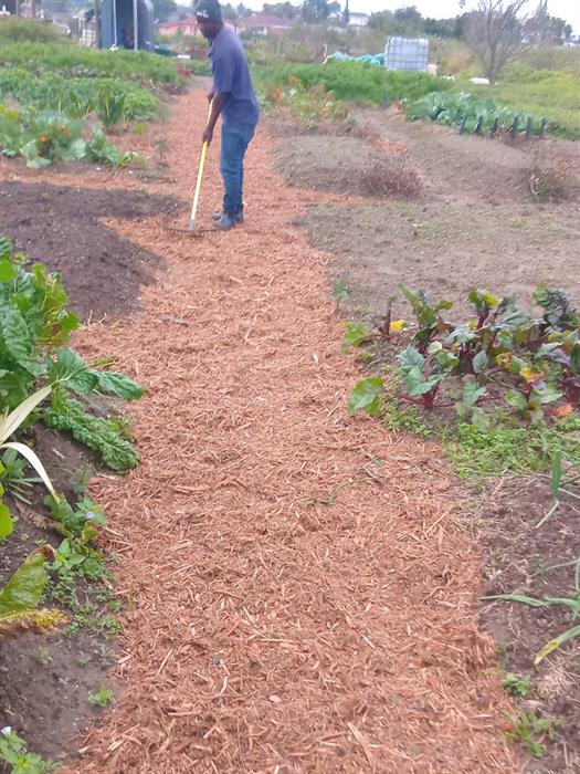 The wood chips absorb the moisture and serve as mulch that will break down and add to the richness of the soil. Photo supplied